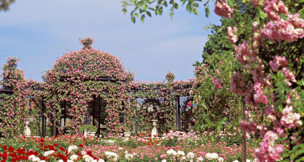 roses-in-a-french-formal-garden