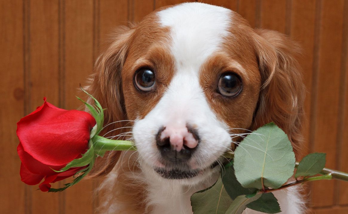 14 fascinating things you may not know about roses