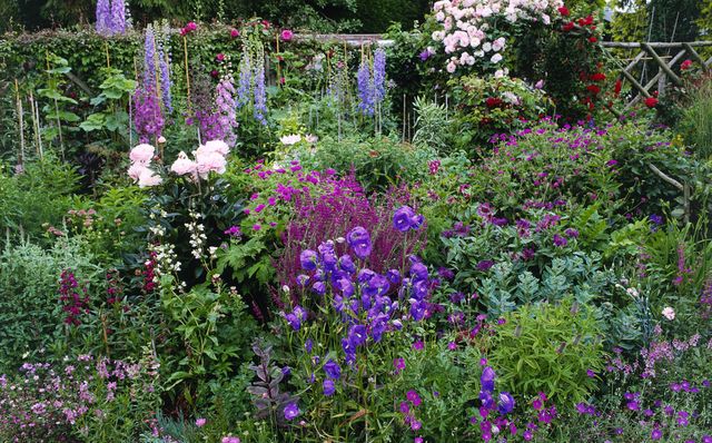 How to grow a cottage garden