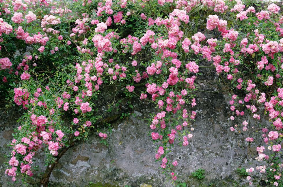 climbing-roses