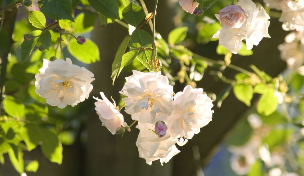roses-hanging-in-an-arbour