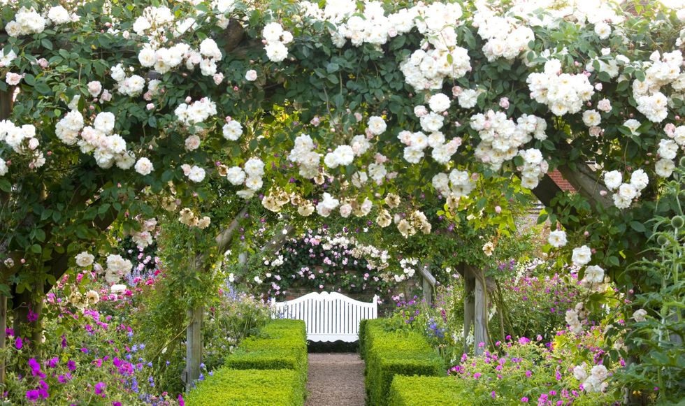roses-in-an-arbour