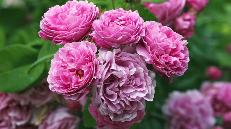 8 of the most fragrant flowers for your garden