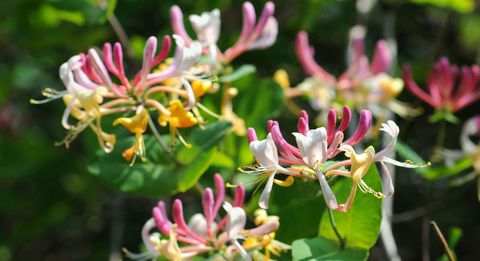 fragrant-flowers-honeysuckle