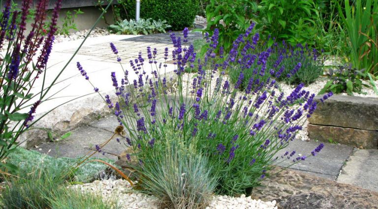 fragrant-flowers-lavender