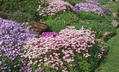 rock-garden-flowers