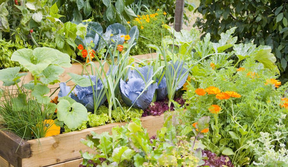 importance of kitchen garden essay