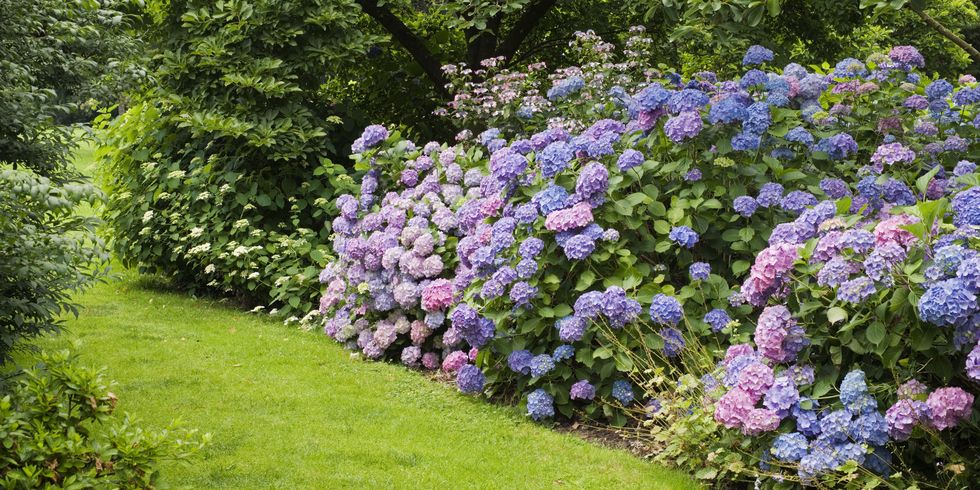 Vegetation, Blue, Plant, Shrub, Garden, Flower, Purple, Plant community, Lavender, Flowering plant, 