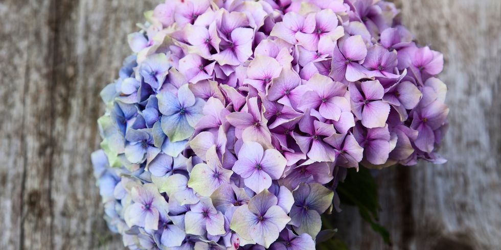 Blue, Petal, Flower, Violet, Purple, Lavender, Pink, Flowering plant, Spring, Lilac, 
