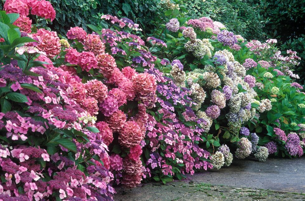 Flower, Shrub, Plant community, Pink, Purple, Garden, Groundcover, Annual plant, Hydrangeaceae, Subshrub, 
