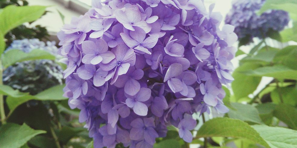 Flower, Purple, Petal, Violet, Lavender, Flowering plant, Lilac, Annual plant, Hydrangeaceae, Hydrangea, 