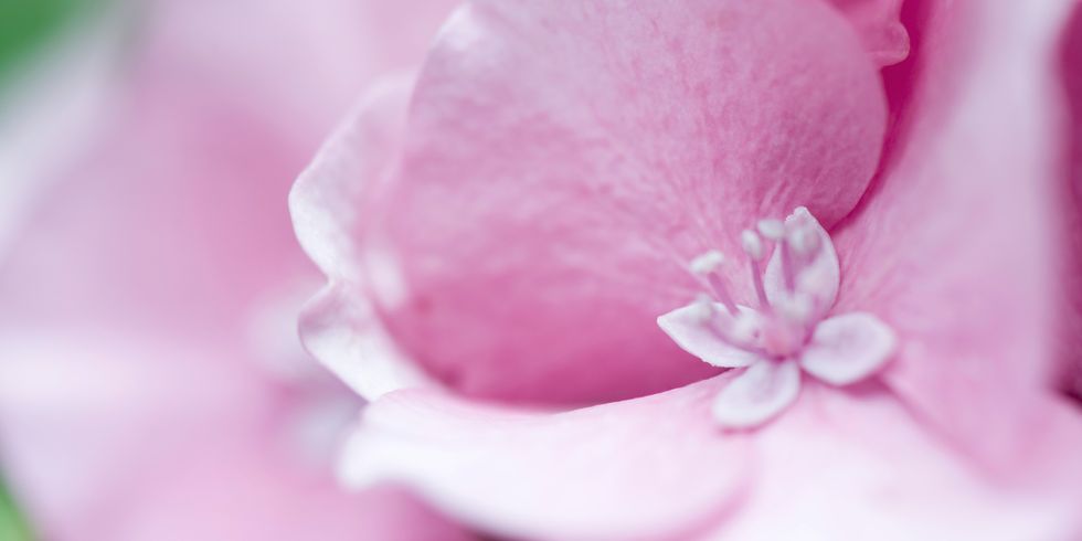 Petal, Flower, Pink, Flowering plant, Botany, Magenta, Macro photography, Close-up, Blossom, Photography, 