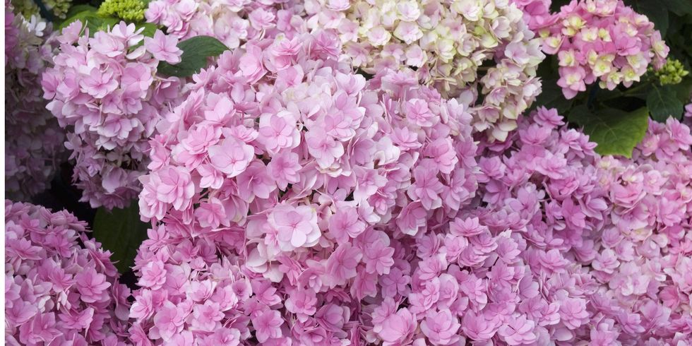 Petal, Flower, Pink, Purple, Violet, Lavender, Groundcover, Flowering plant, Lilac, Spring, 