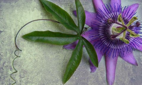 climber-passionflower