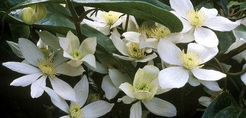 climber-clematis-armandii