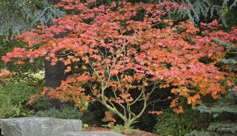 japanese-maple-tree