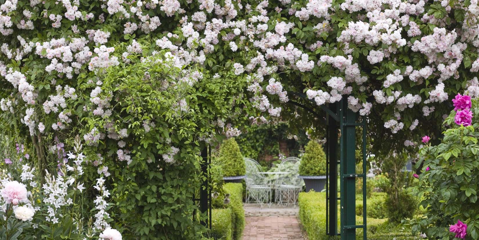 shade loving climbing plants evergreen