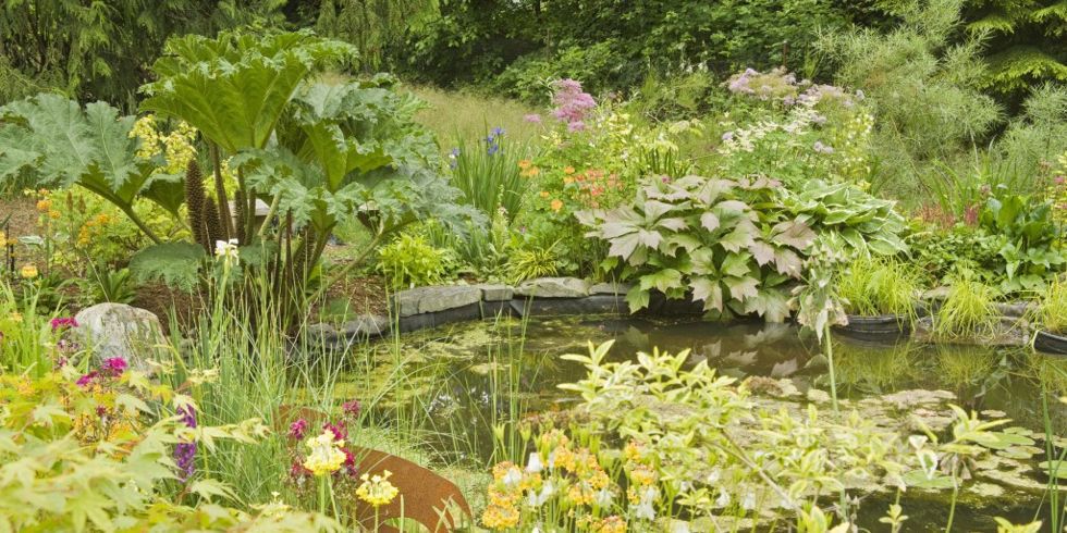 10 things you need to know before you create a wildlife pond on Wildlife Pond Design
 id=66812