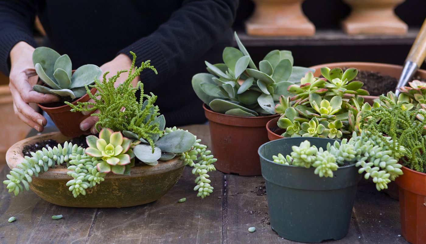 NEW Growing Indoor And Outdoor Succulents Plants Soil Care Arrangement UK FAST 