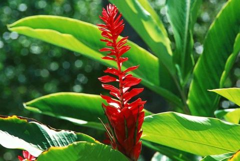 10 Tropical Plants You Can Grow In The Uk