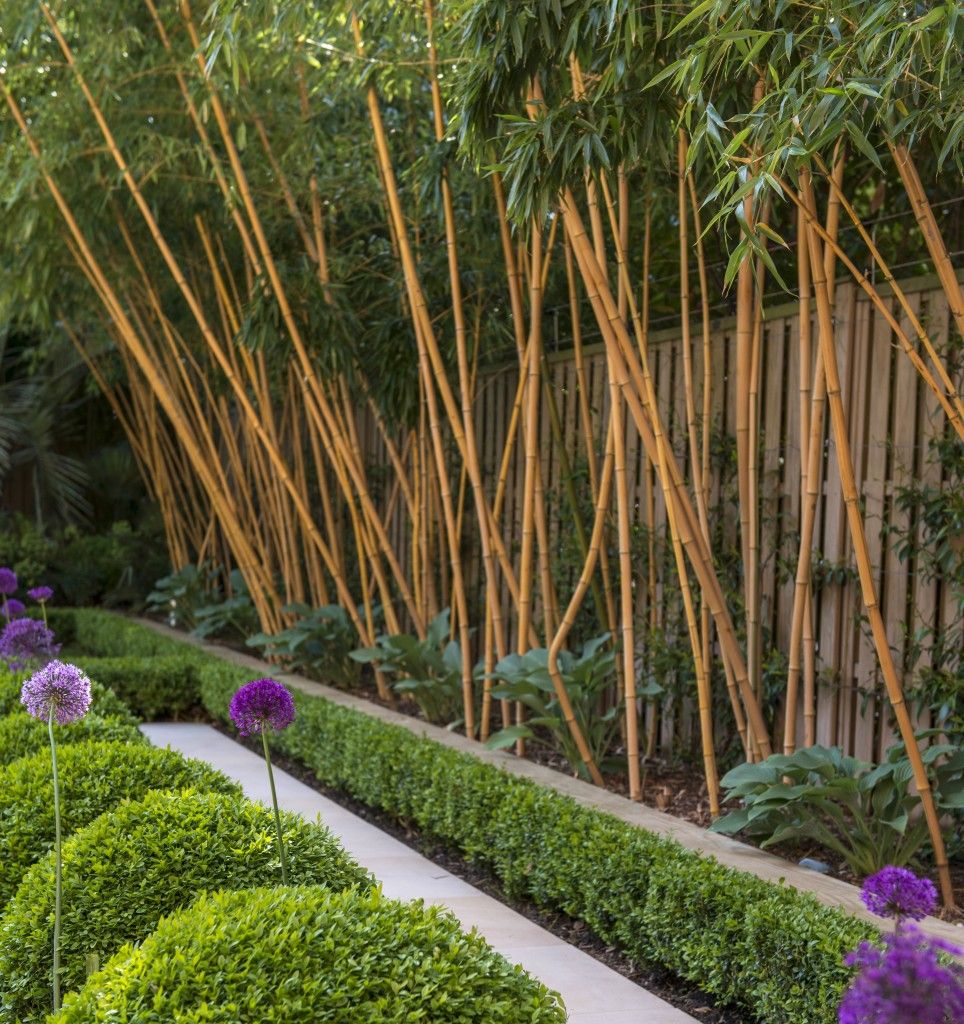 Bamboo landscaping outlet