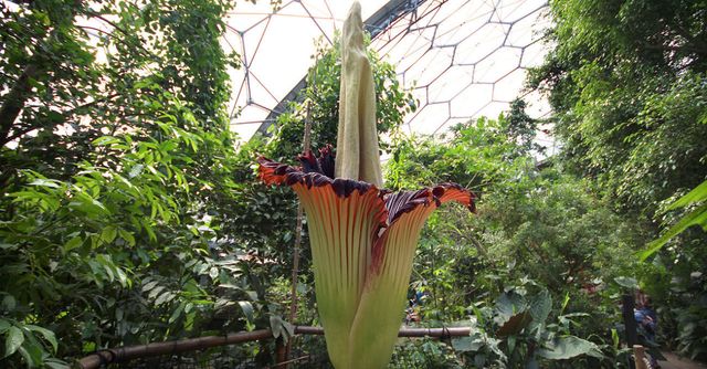 The world's biggest, stinkiest flowers are ready to bloom