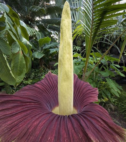 The World S Biggest Stinkiest Flowers Are Ready To Bloom