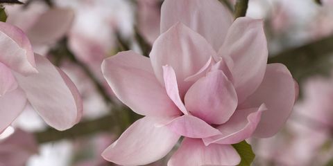 magnolia-pink-bloom