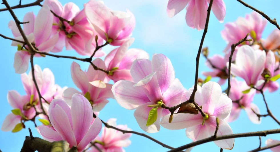 10 fascinating facts every magnolia lover should know