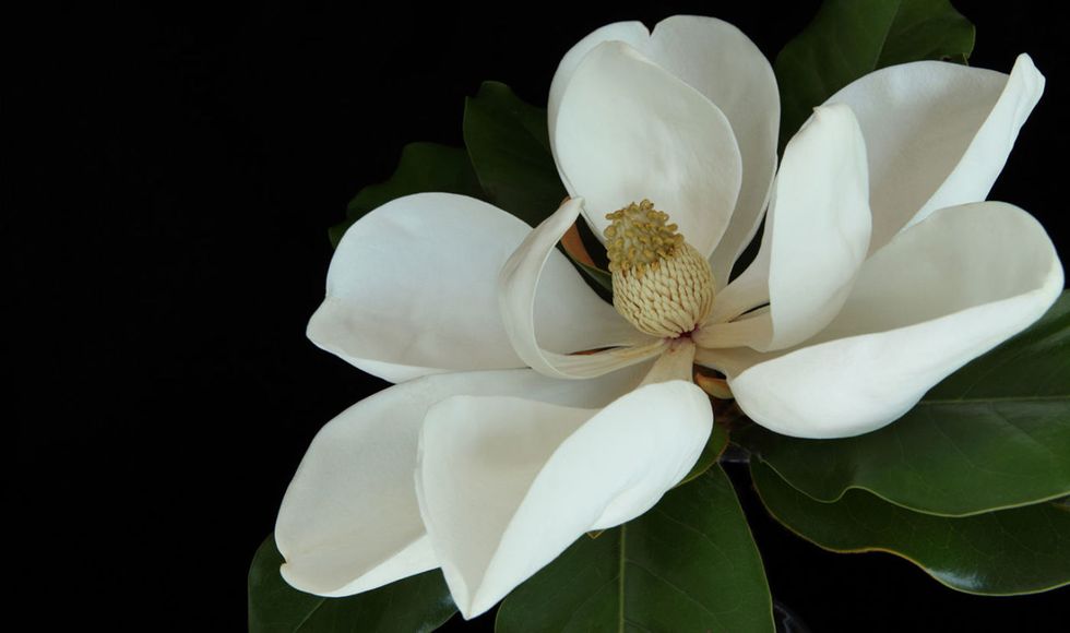 magnolia-portrait