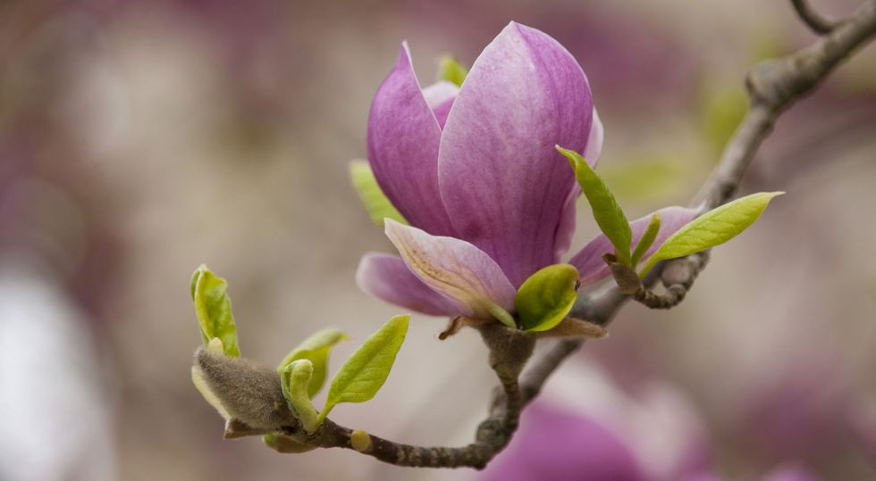 magnolia-bloom-on-branch