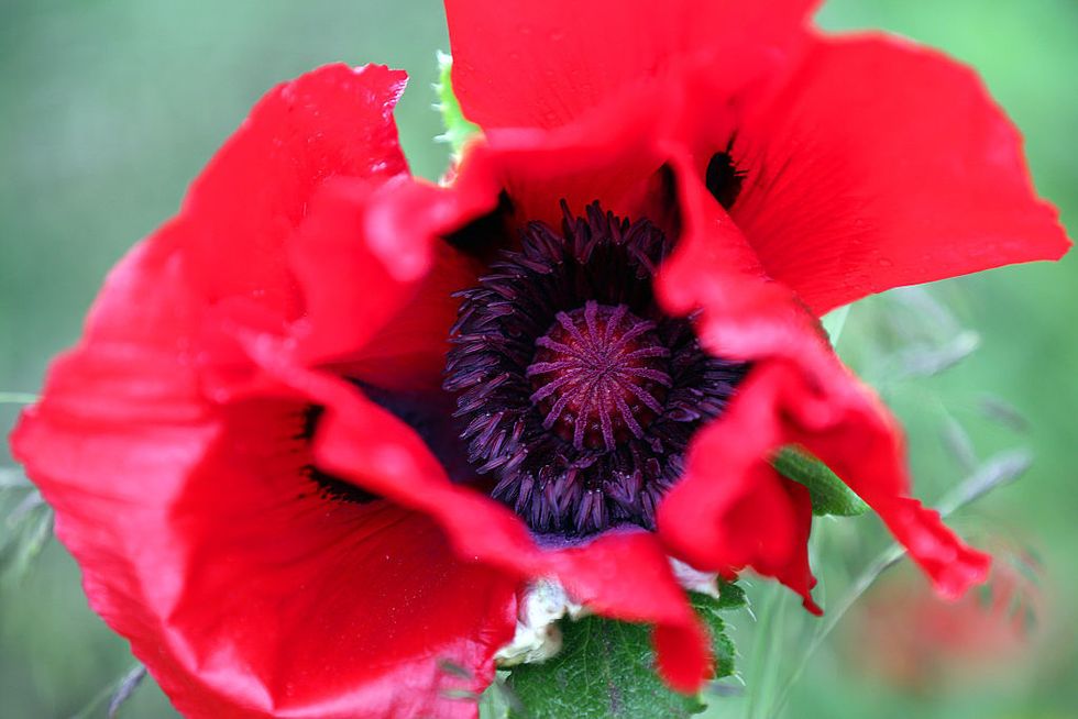 a poppy at the chelsea flower show, 2015