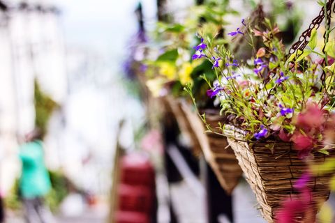 Flower baskets hanging outdoors