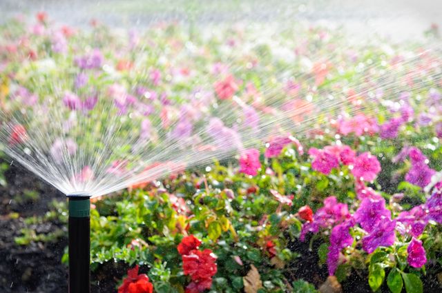 An automatic sprinkler watering a bed of flowers in bright sunshine.