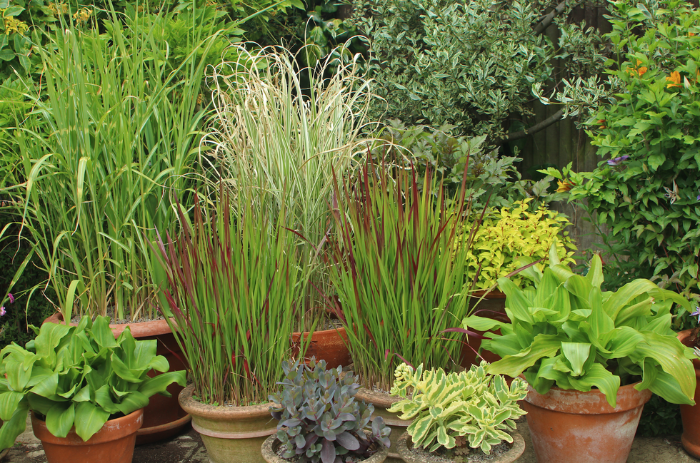 Ornamental grasses in patio pots including Miscanthus and Imperata. Horticultural Trades Association's Plant of the Moment for August.