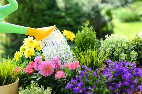 Gardening - watering can sprinkling a flowering plant