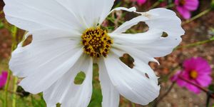 Close-Up Of White Flowers With Hole In Garden
