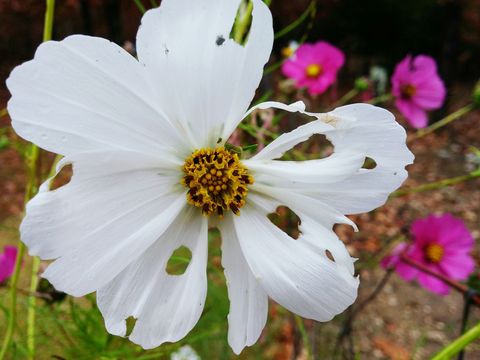 Close-Up Of White Flowers With Hole In Garden