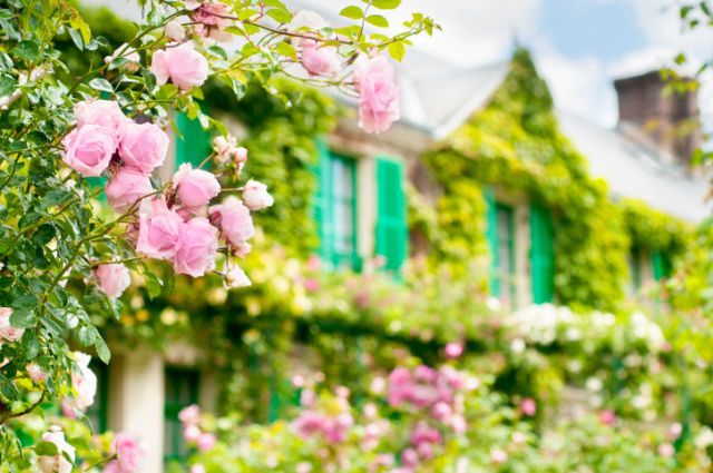 Pink rose bush in front of ivy covered house