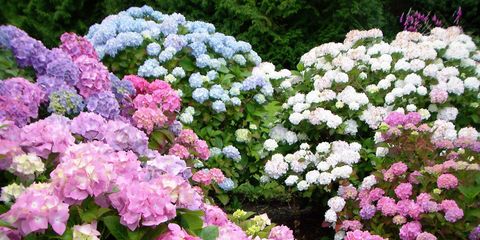 Various types of hydrangea blooming in park