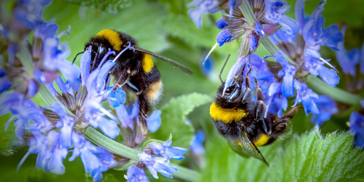 Your bee. Пчелы в саду. Пчела Садовая. Растения привлекающие пчел. Цветы привлекающие пчел в сад.