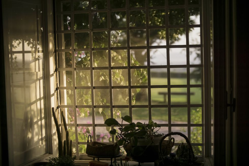 Window view of garden