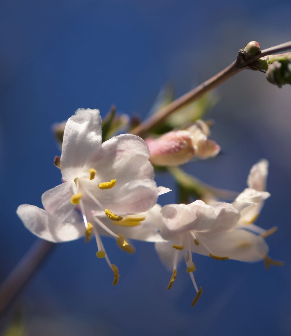 Winter-flowering Honeysuckle in bloom against a clear blue sky