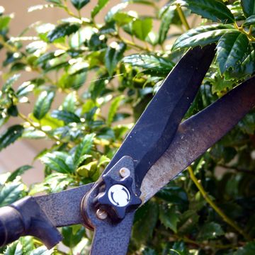 Bush Pruning - Clippers pruning bushes