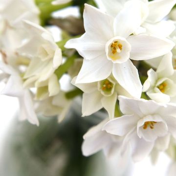 White narcissi - indoor daffodil
