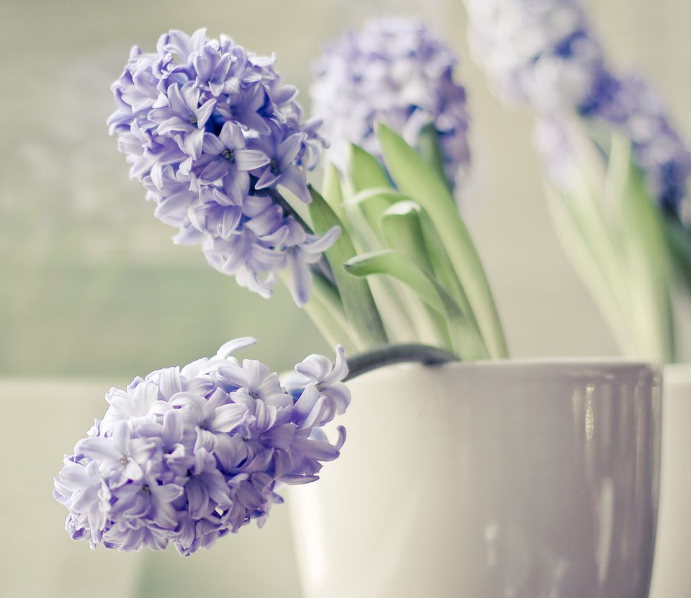 Purple Hyacinth flowers in soft grey pot
