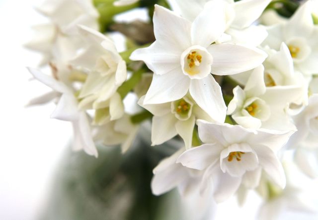 White narcissi - indoor daffodil