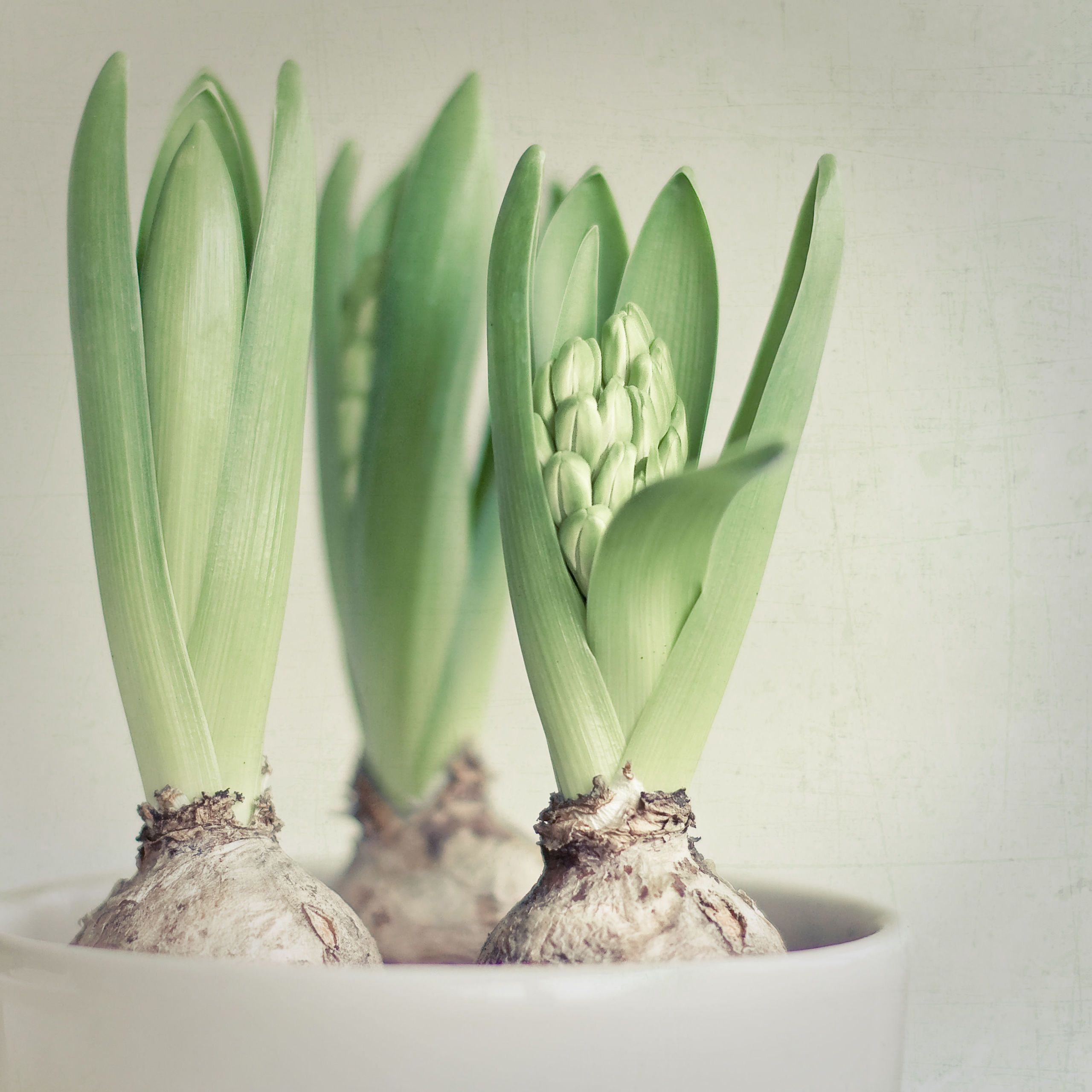 planting hyacinth bulbs indoors for christmas