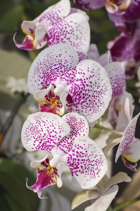 phalaenopsis orchid in hawaii