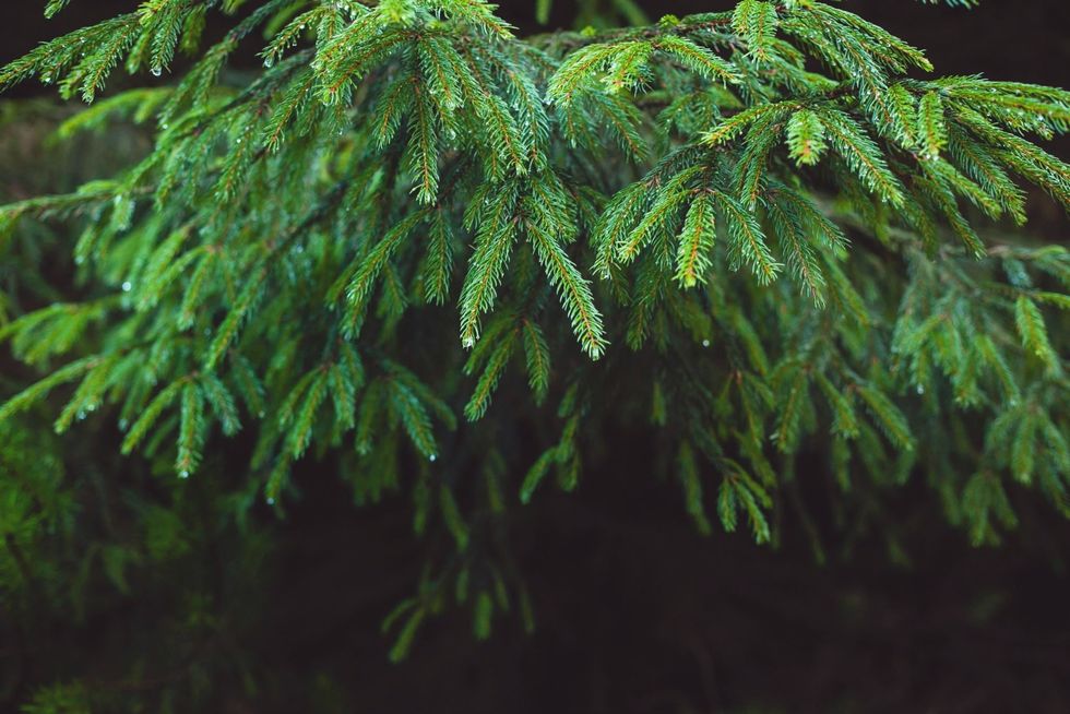 Close-Up Of Fir Tree